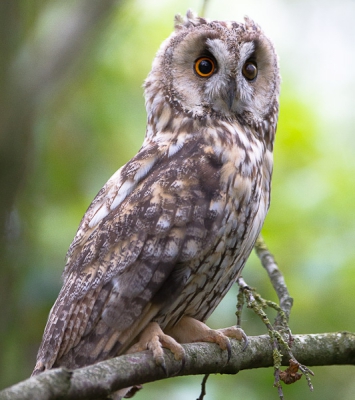 Op een plek waar ongeveer 10 Ransuilen overdag rusten zat deze ene met een rare vlek voor het oog. Ouderdom is het volgens mij niet aan het ruicontrast van de grote dekveren te zien.