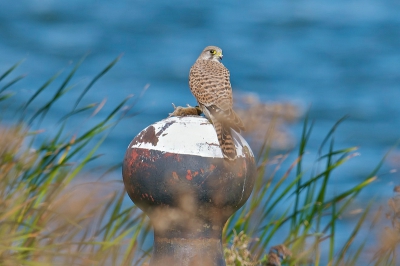 Ik heb bewust gekozen om geen portret maar een overzichtsfoto te plaatsen wat ook de habitat weergeeft en dan niet een paaltje maar een bolder.