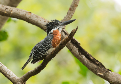 Eindelijk, na deze reuzeijsvogel veel te hebben zien over vliegen, of ver verscholen achter takken zien zitten, nu eens kunnen vastleggen