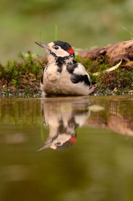 vanuit de nieuwe schuilhut van han bouwmeester.
prachtige vogel ook al zie je hem nu overal
