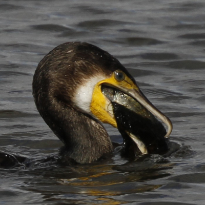 Frank Kremer wanted eye contact with the cormorant. Here it is. You can just make out the eye of the pike, almost exactly below the cormorant.