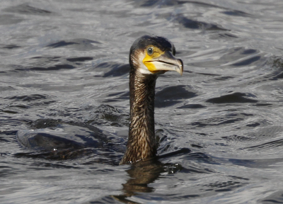 Cormorant looking as if butter wouldn't melt in his mouth. "I am just a slow old bird who wouldn't dream of catching a big fish."