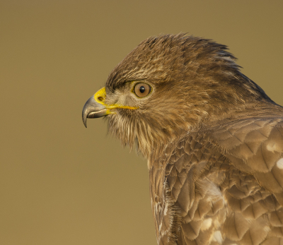 Een foto van alweer een tijdje terug, erg genoten van deze buizerd die erg goed te benaderen was. deze foto is gemaakt in het laatste zonlicht.