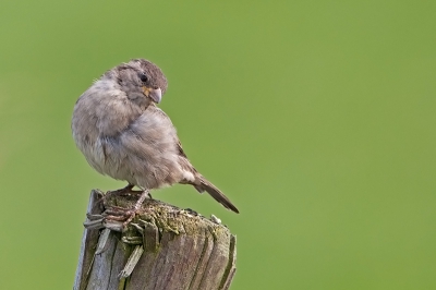 Huismussen blijven een dankbaar onderwerp om te fotograferen. Het zijn erg expressieve vogeltjes en gelukkig vaak makkelijk te benaderen.