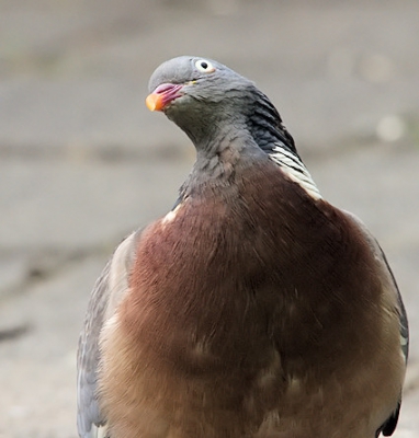 ik kwam deze positie van de houtduif tegen en vind m zo leu dat ik m meteen op foto gezet heb. omdat het gaat om de kop van de duif heb ik m zogemaakt zoals ie is.