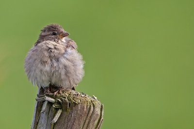 Nog maar een foto van dit aardige Huismusje waarop deze lekker bol zit. Goed voor de knuffelfactor. ;)