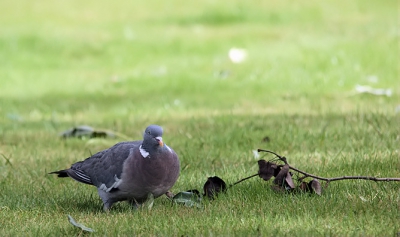 op een grasveld in tilburg kwam ik deze houtduif tegen en, heb m gelijk op foto gezet. ik vond de duif met tak er langs leuk om erbij op te hebben en dit is het resultaat met mijn nieuwe 500 mm lens werkend.