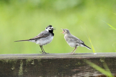 Op het bruggetje in de Oostvaardersplassen zat het jong te piepen. Even later kwam de ouder.