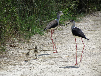 Deze familie liep voor mij op een paadje; prachtig gezicht