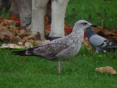 Ik heb de achtergrond niet speciaal gekozen, ook de scherpte en de compositie zijn niet optimaal. Maar wel degelijk interessante vogel, met typerende rui, proporties en kleurcontrasten. Of heb ik hem verkeerd gedetermineerd?