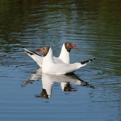 In het voorjaar zijn de kokmeeuwen weer terug in hun broedkolonie op de Malpie, zo ook dit duo wat zich mooi liet vastleggen.