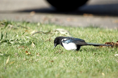 ik zag deze ekster in het gras naar eten zoeken met mijn nieuwe lens kon ik er goed bij anders was ie weg wegens geluidshinder van mijn rolstoel.