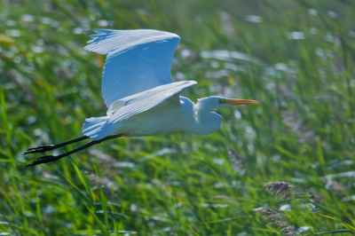 De reiger zat langs de sloot naar/vanaf de Zeearend hut. Toen we dichterbij kwamen vloog de vogel op en kon ik o.a. deze plaat schieten. Soms is 500mm op een kropcamera wel erg dichtbij.