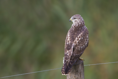 Op zoek naar de visarend, we zagen de havik, sperwer, torenvalk n komen met een mooi plaatje van een buizerd thuis. Een buizerd is natuurlijk niks bijzonders voor birdpix maar voor mij wel want het is de eerste keer dat ik 'm goed op de foto kreeg. Hoewel het moment zelf kort van duur was.