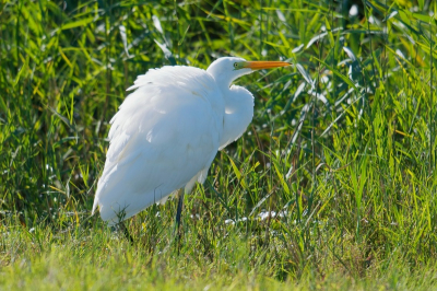 Ik had gister al een vliegbeeld van deze grote zilverreiger geplaatst omdat ik het wel een spectaculaire foto vond maar deze is in het TA terechtgekomen. Ik hoop dat deze wat "gewone"  foto wel voldoet. Bij beide foto's was het erg moeilijk licht, beetje tegen en keihard. Mijn kennis schiet te kort om dit helemaal goed te krijgen.