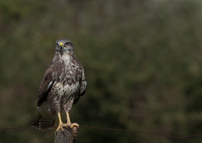 spotten op Park Lingezegen naar de buizerd.

Ziehier de blonde buizerd als volleerd model klaar  zitten !!
Ik was er ontzettend blij mee.