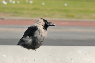 Speciaal voor de visliefhebbers op Birdpix is dit een aanrader:
Neem een dag vrijaf en stap met uw foto-apparatuur in de auto. Stel uw navigatiesysteem in op Kon. Emmaboulevard 1 in Hoek van Holland en rijden maar. U kunt dan aansluitend gegarandeerd huiskraaien fotograferen en tot slot bij het Vispaleis een overheerlijk visje eten....