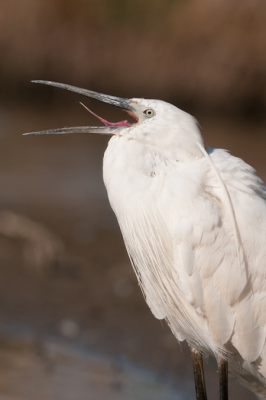 Dit is nog een plaatje uit mijn verblijf bij Mat Bence, in Hongarije.
Liggend vanuit een moeras-vogel hut kwam deze kleine zilver gewoon elke keer te kort bij. Toch maar geplaatst ivm. het kleine-zilverreiger-tongetje.