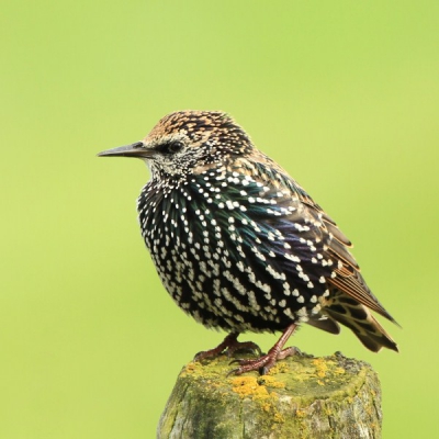 Deze spreeuw had zijn beste jas aangetrokken en poseerde in een droog maar winderig Friesland met een weiland als achtergrond, even voor mij.