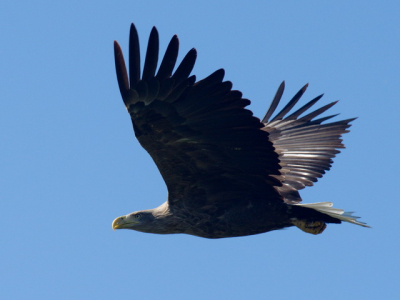 white tailed eagle is a great bird wich live also in the danube delta.the bird I founded in a dead three near Fortuna lake.