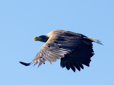 very rare bird in Europe, large,spectacular.i have possibility to take some good pictures because we have more then 25 exemplares in natural heritage in the danube delta-romania.