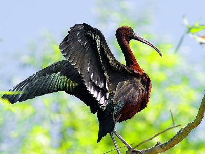 nice Glossy ibis in a three in the Danube Delta reserve.a spectacular bird wich live in this place in big groups.