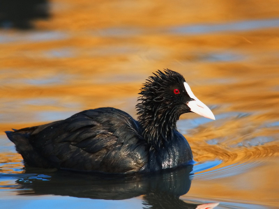 nice coot in winter time with nice colour behind.in the danube delta is one of the largesc coot population of Europe