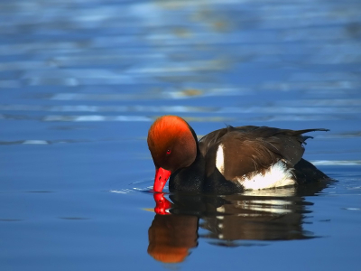 nice male red crested pochard in one of the lakes of the danube delta in winter plumagge.one of my favoritly photos for sure