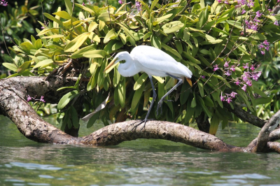 Deze  Grote Zilverreiger was aan het vissen in de mooie omgeving, van wilde orchidee.