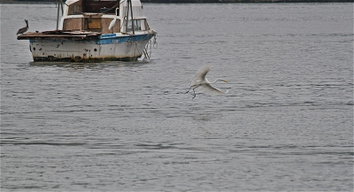 De grote zilverreiger  in de beurt van de haven in Livingston...