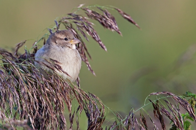 Weer een Huismusje. Nu een keer weer in een heel andere, wat meer natuurlijke, setting.