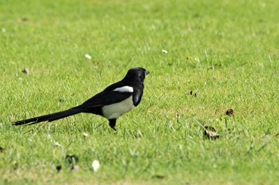 in het gras vond ik deze ekster en keek me recht aan. ik had me camera met telelens paraat maar, toen ik de foto maakte draaide de ekster zn kop om en, staat nu anders op de foto als ik eigenlijk wilde maar ik denk toch redelijk bij goed weer.