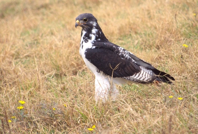 Deze buizerd streek naast de truck neer waar we toen in zaten. Dat gaf een flinke adrenalinestoot. Een moment om niet snel te vergeten. 
In die periode maakte ik alleen maar dia's met mijn Nikon F50. Deze dia is dus gescand en komt als foto nog redelijk over... Hoewel...de scherpte... Zijn koninklijke blik heeft hij in elk geval behouden.