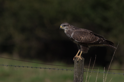 op zoek naar de buizerd in Park Lingezegen.
mooie pose op het paaltje  in de zon.