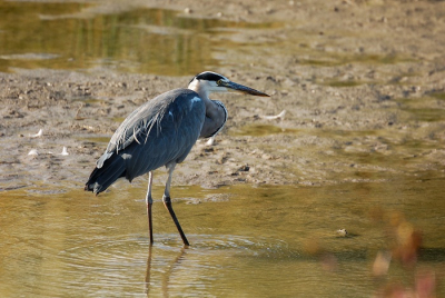 Nog een foto van dezelfde blauwe reiger. Vanuit auto.