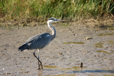 Nog een foto van dezelfde blauwe reiger. Vanuit auto.