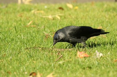 op deze dierendag kwam ik een kauw op het gras tegen met mijn camera paraat. ik heb de kauw ook met mijn telelens op foto gezet en vind dit een leuk resultaat. ik weet niet hoe het komt maar die poseren altijd goed en blijven rustig zitten.