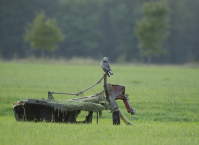 Deze landbouwmachine ligt al geruime tijd in het weiland, ik hoopte elke keer bij mijn vaste ronde dat er eens wat op ging zitten, vanavond zag ik op het nippertje deze buizerd er op landen. Bewust gekozen om wat van het landschap in beeld te laten.