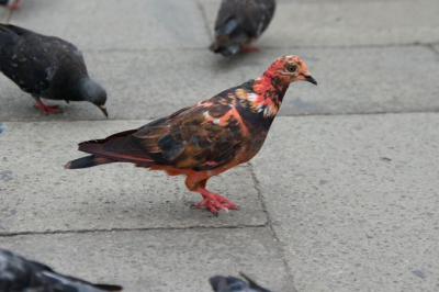 Op het San Marcoplein in Venetie kwam ik deze raar gekeurde rode duif tegen. Later thuis bleek na wat gegoogle dat het geen rare mutant was, maar een onderdeel van een controversieel "kunstproject" voor de Venetiaanse Biennale door J. Charriere en J. von Bismarck onder de naam "Some pigeons are more equal than others" .