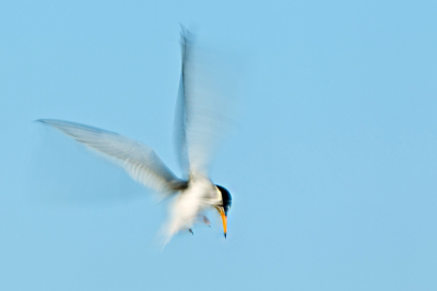 foto 1 Dwergstern
gespeeld met deze kleine, superbeweeglijke vogeltjes en instellingen.  
Op het moment dat ze staan te bidden kun je even focussen. Ik heb tientallen foto's gemaakt met heel lage sluitertijden. Hopen dat het koppie scherp bleef en de vleugels niet.