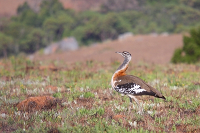 Het Nyika NP is een hoogvlakte in centraal Afrika. Het landschap doet denken aan de Schotse hooglanden maar de weergegeven trap geeft aan dat het wel degelijk om Afrika gaat.