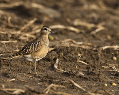 wij reden door een polder,langs een aardappelveld,
daar waren heel veel goudplevieren aan het foerageren,
hij hoorde het klikken van mijn camera.
