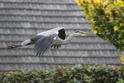 In Wezenhof, Nijmegen is er vaak een Blauwe reiger te zien bij de vijver. Deze vloog weg dicht bij het huis.