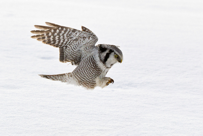 Sperwuil jagend over de sneeuw, als een kruisraket schieten ze door het sneeuwlandsschap