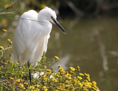 Op een mooie en warme zomerse vakantiedag ben ik een dagje naar de Camargue in Zuid Frankrijk geweest, alwaar ik deze Kleine Zilverreiger tegenkwam.