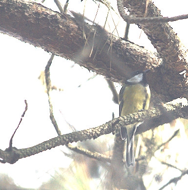 in het bos op een redelijk begaanbaar pad kwam ik de parus major tegen of wel de koolmees in de boom.
ik heb nog nooit met deze lens geprobeerd er bij te komen en nu kreeg ik de kans. dus o statief en de camera en lens en .....hebbes.