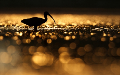 Contra sunrise image of feeding ibis.Bokeh is result of thousands of bubbles over water surface!