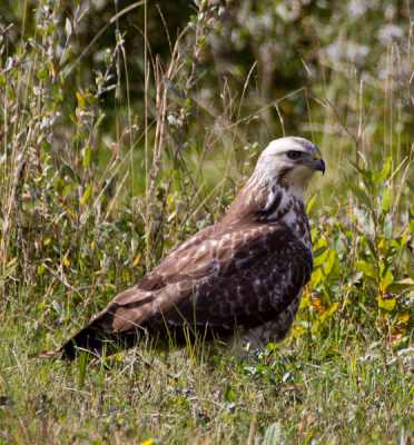 Vorige week een nieuwe camera gekocht. Vandaag even uitproberen. Buizerd zat wat versuft aan de wegkant.