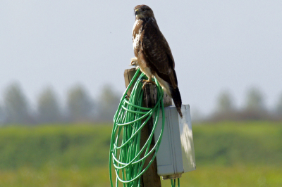 Deze buizerd doet een slangenarend na!

Minolta Dynax 7D en sigma 50-500mm.