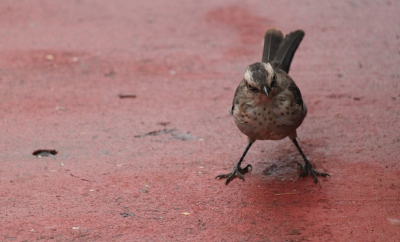 Het was een regenachtige dag in de beurt van de Iguazu Watervallen, maar de wandeling was leuk omdat er o.a. veel kleine vogeltjes rond liepen...